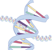 Ancestry, DNA and Biotechnology (1990-2000) - Understanding RACE