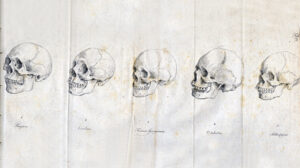Johann Friedrich Blumenbach skulls